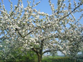 Pommier en fleurs