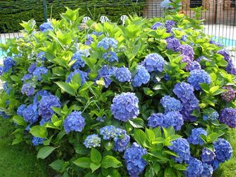 Hortensias du camping