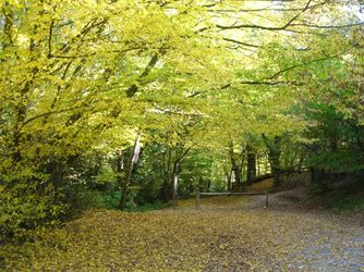 Couleurs d'automne en Brocéliande