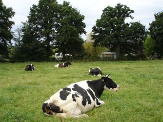 Camping près d'une ferme bio