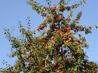 Les fruits de l'automne